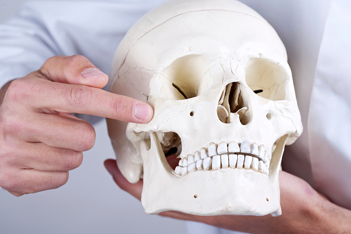 Doctor showing zygomatic bone from Placentia Oral Surgery in Placentia, CA